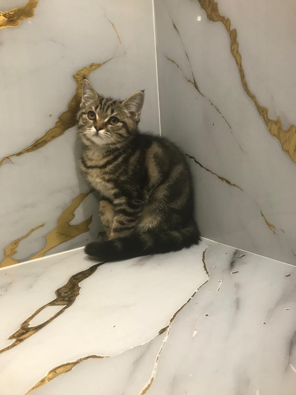 British Short Hair Kitten