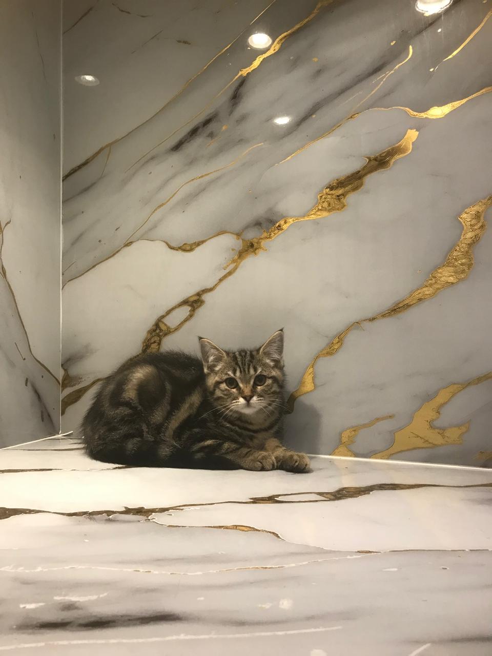 British Short Hair Kitten