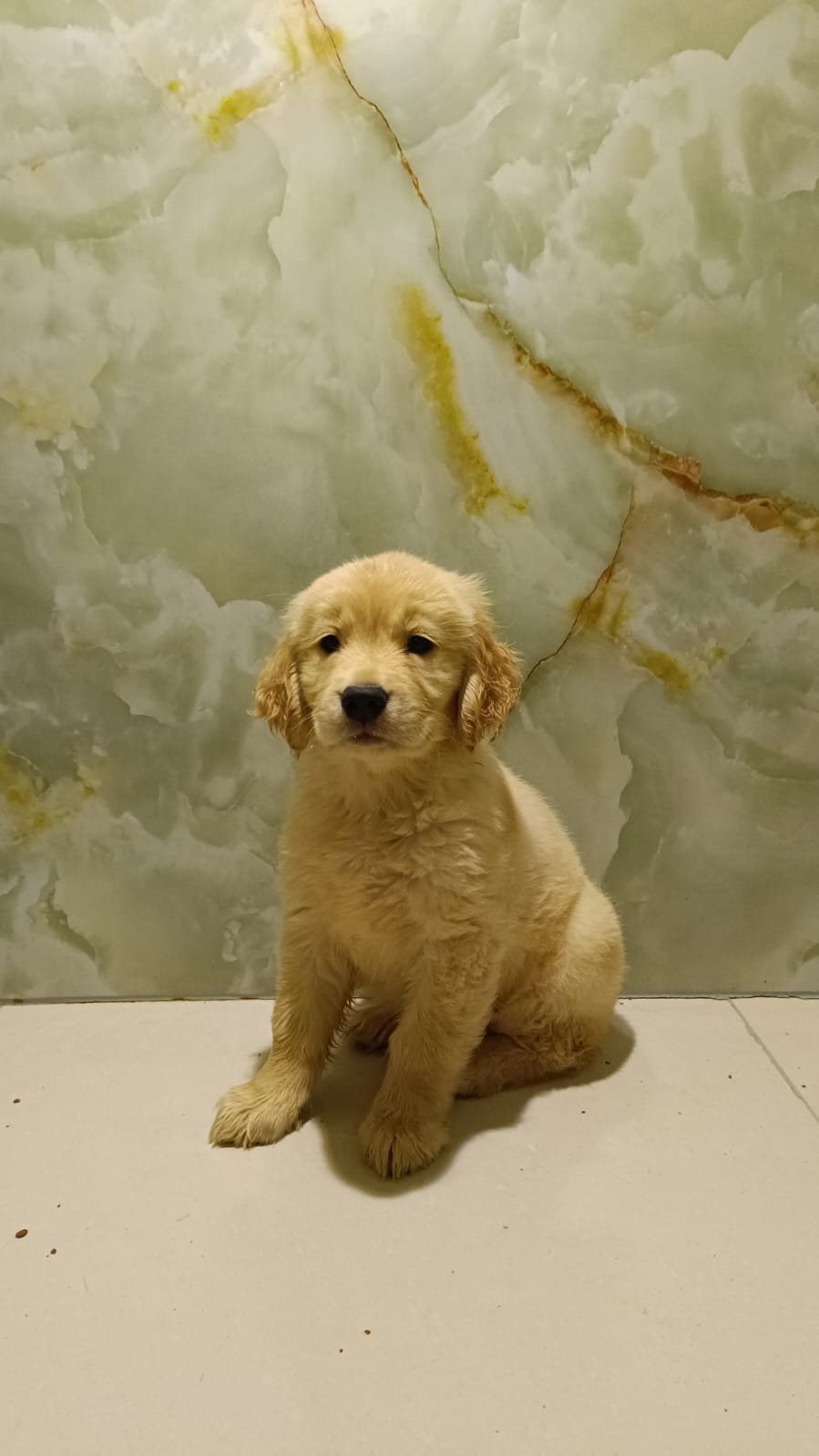 English Golden Retriever
