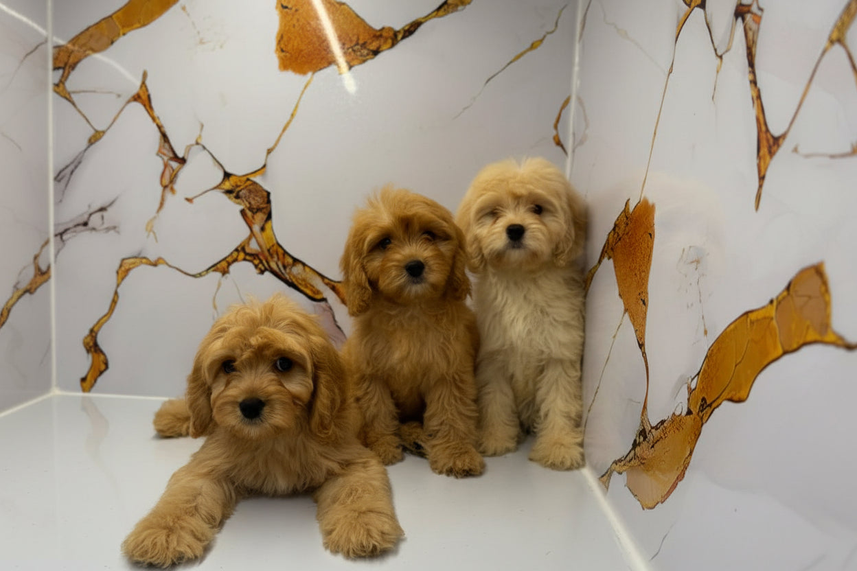 Golden Doodle Puppies