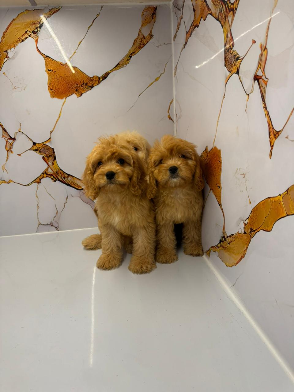 Golden Doodle Puppies