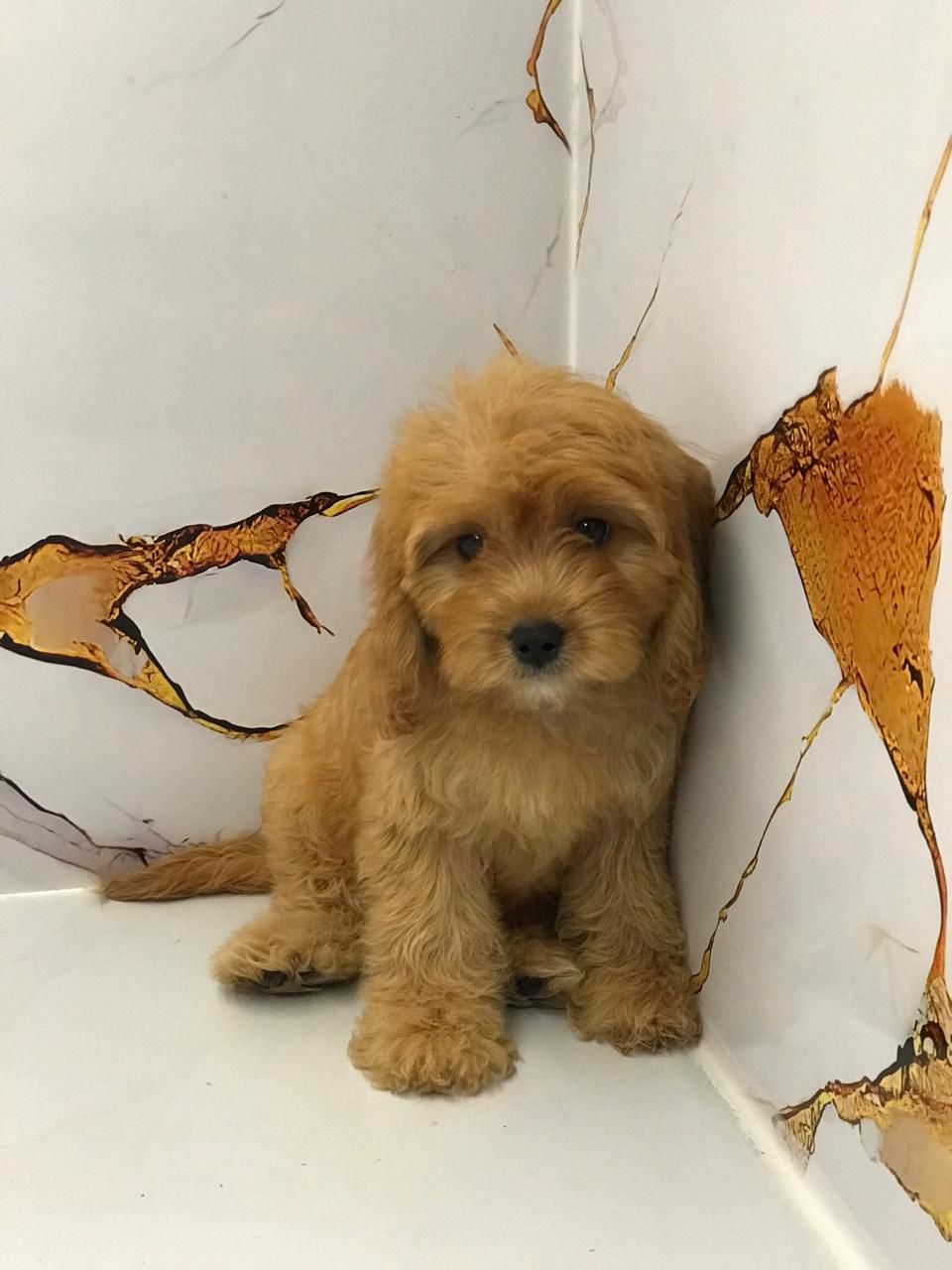 Golden Doodle Puppies