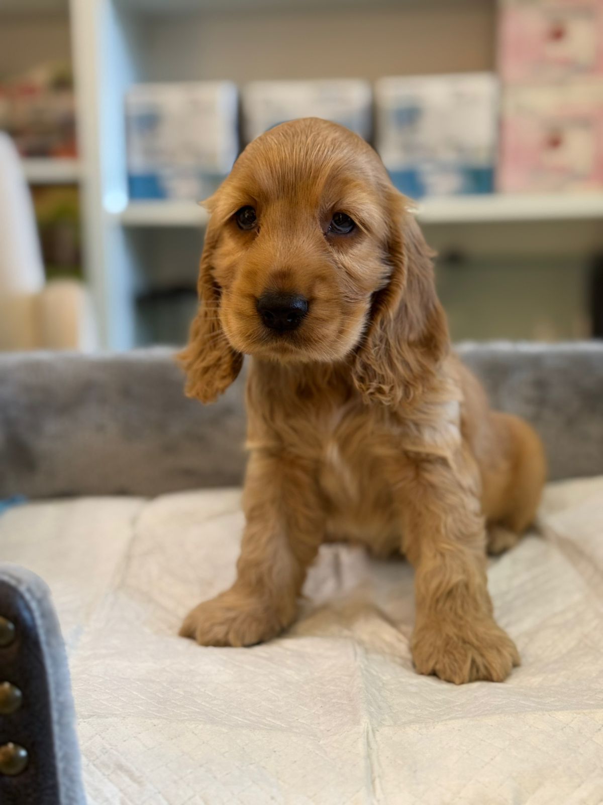 Cocker Spaniel Puppy