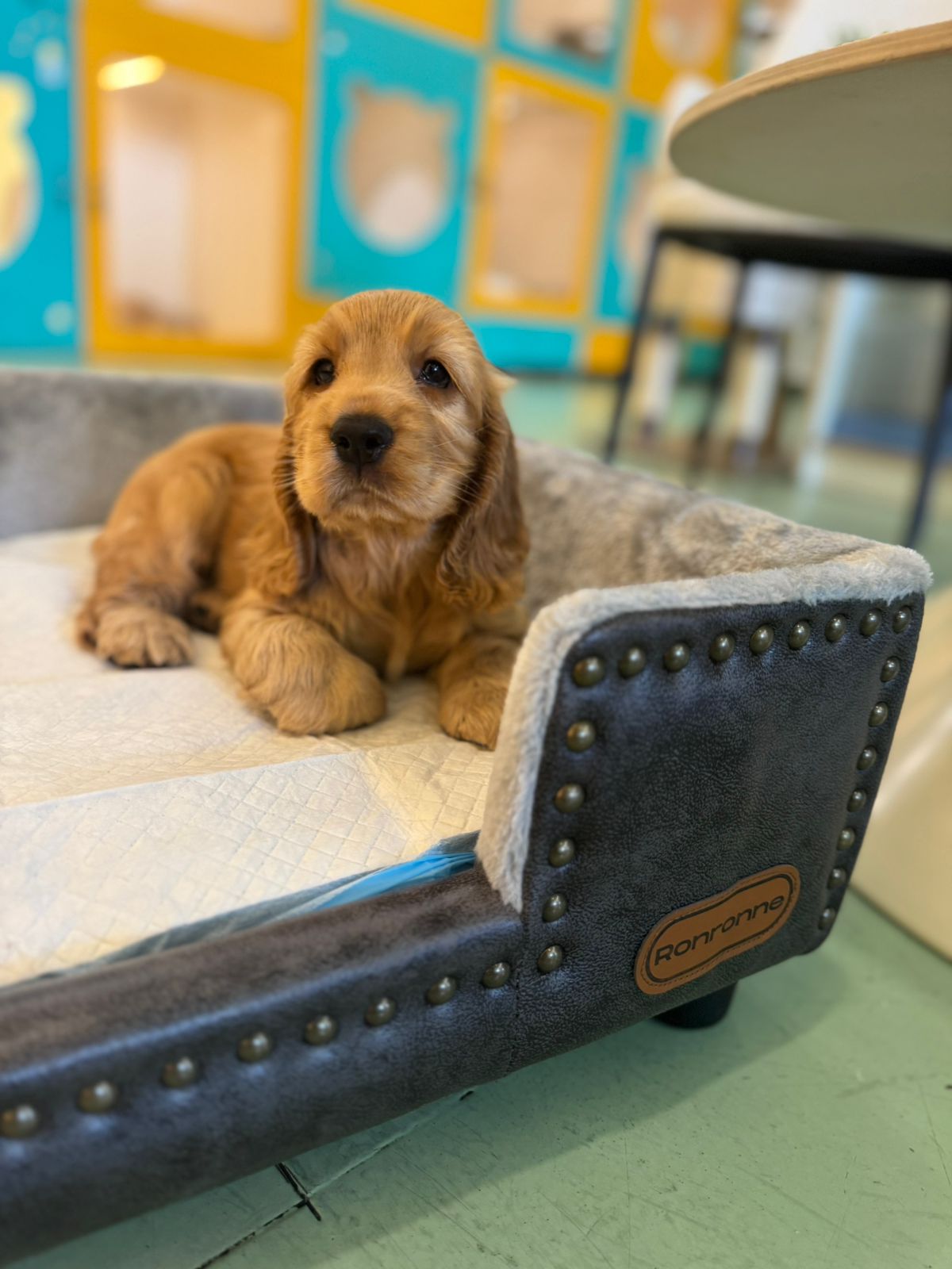 Cocker Spaniel Puppy