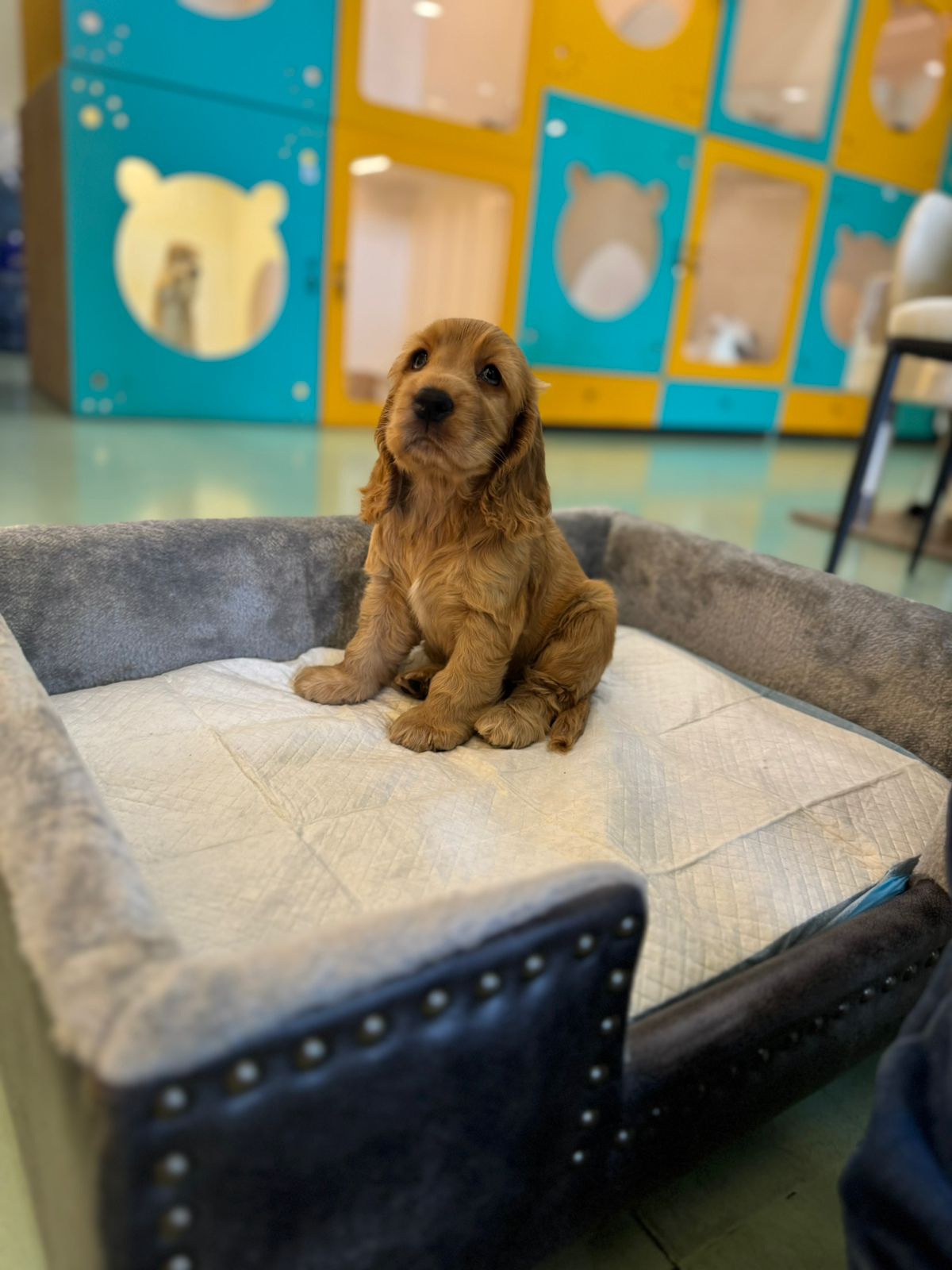 Cocker Spaniel Puppy
