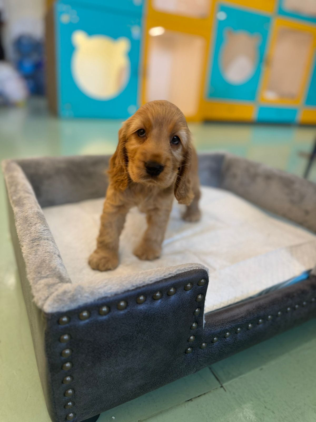 Cocker Spaniel Puppy