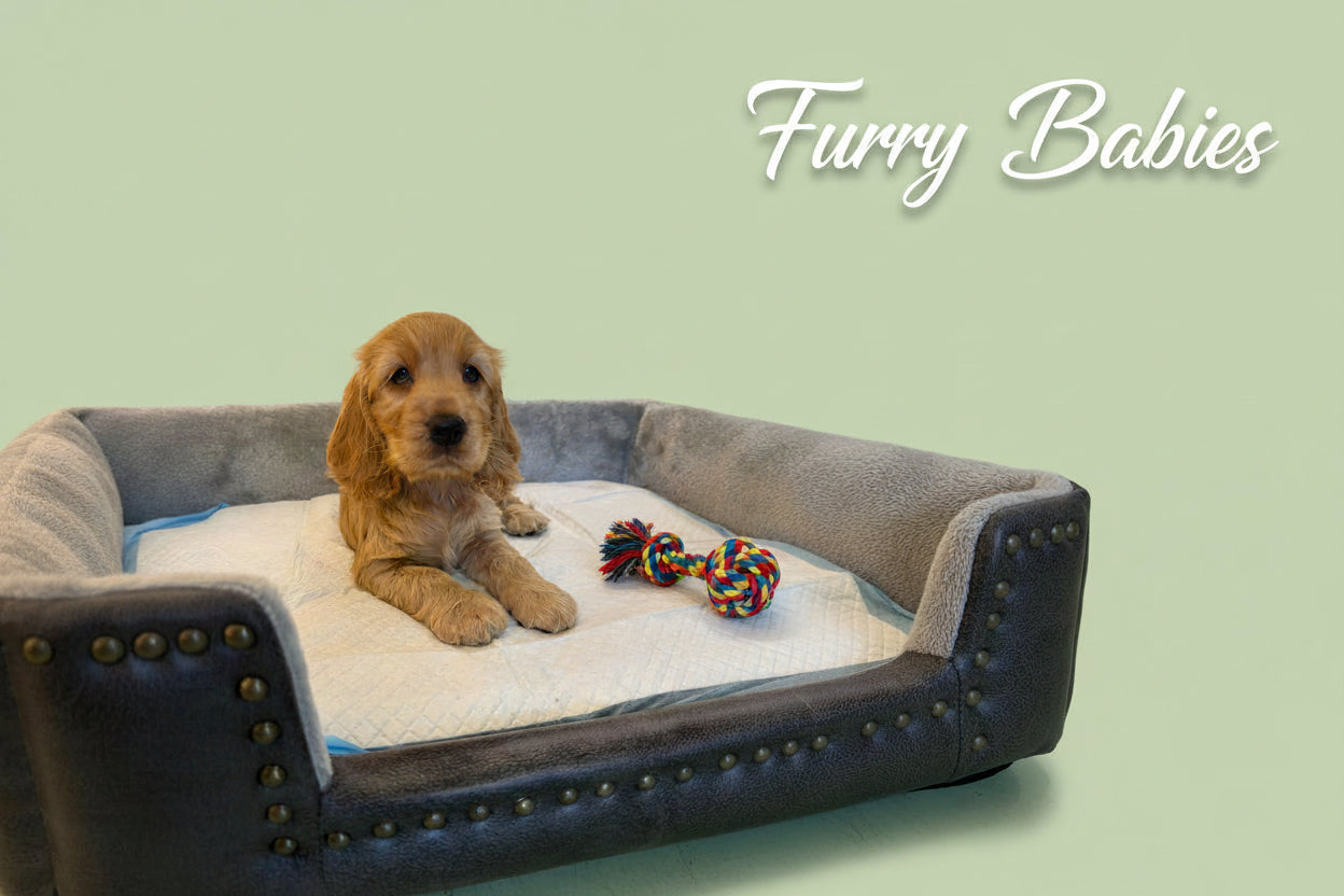 Cocker Spaniel Puppy