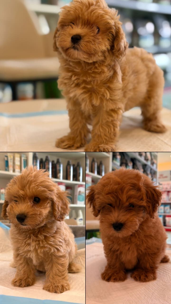 Maltipoo Puppies
