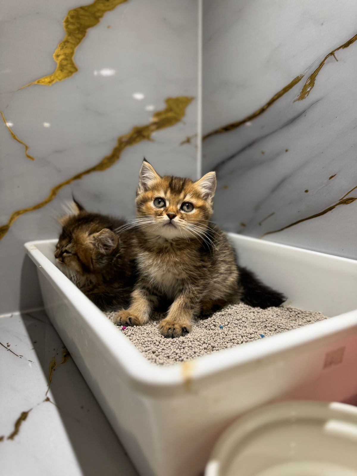 British Short Hair Golden Chinchilla