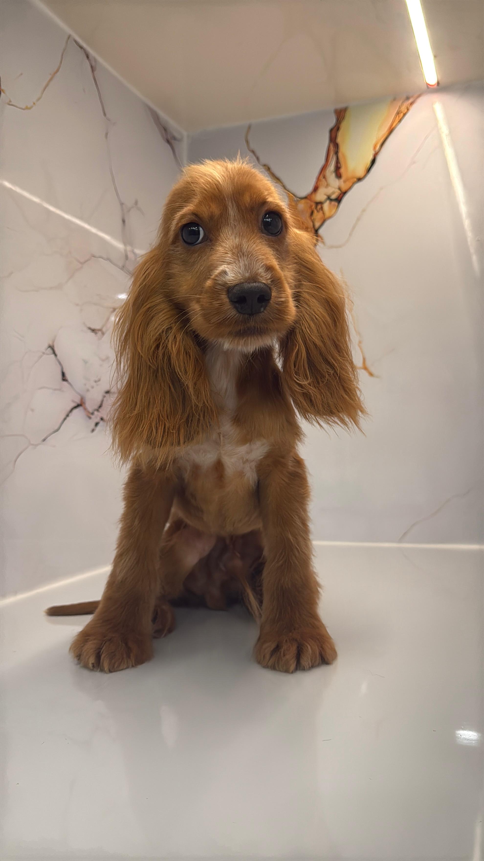 Cocker Spaniel Puppy