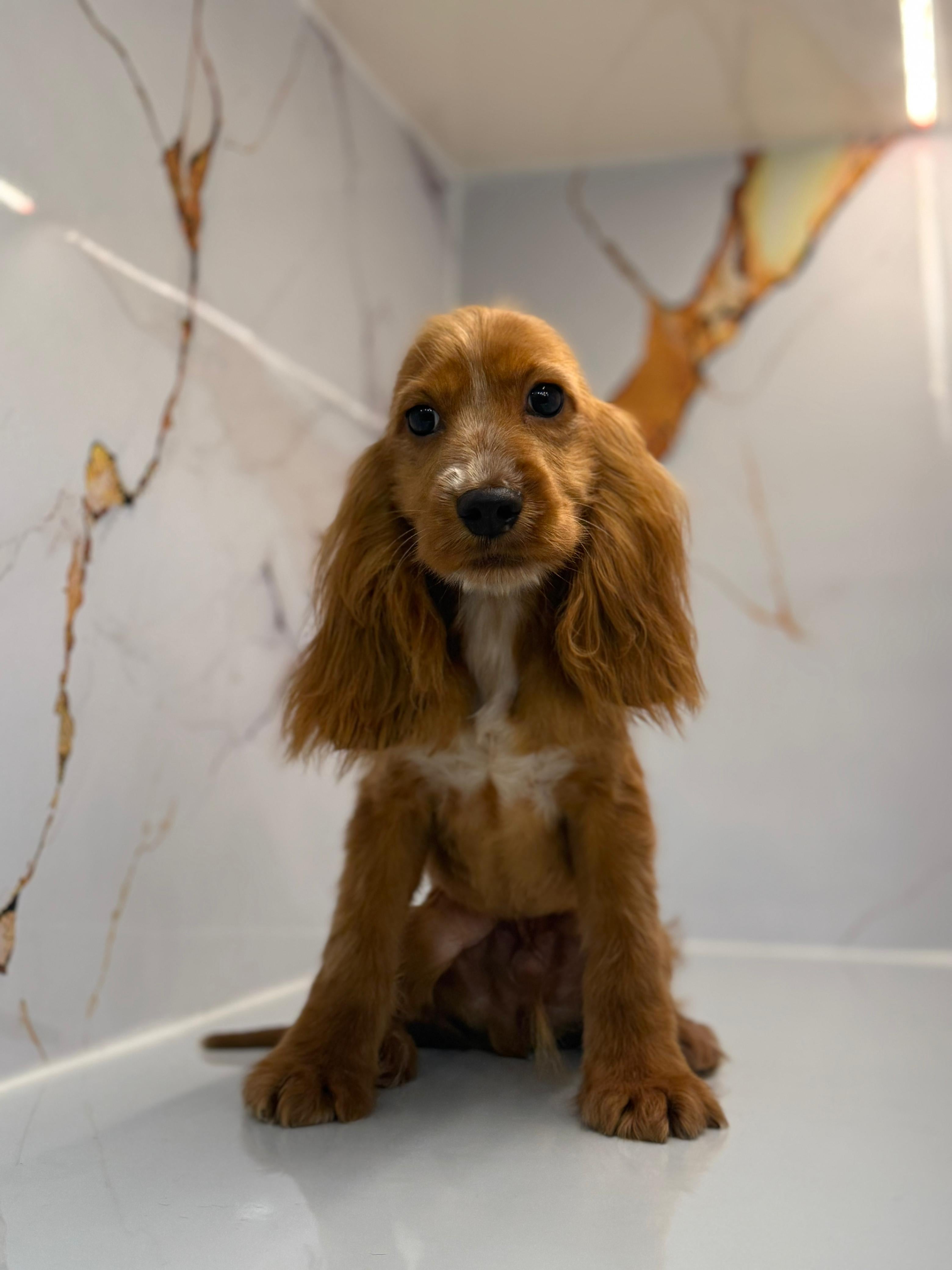 Cocker Spaniel Puppy