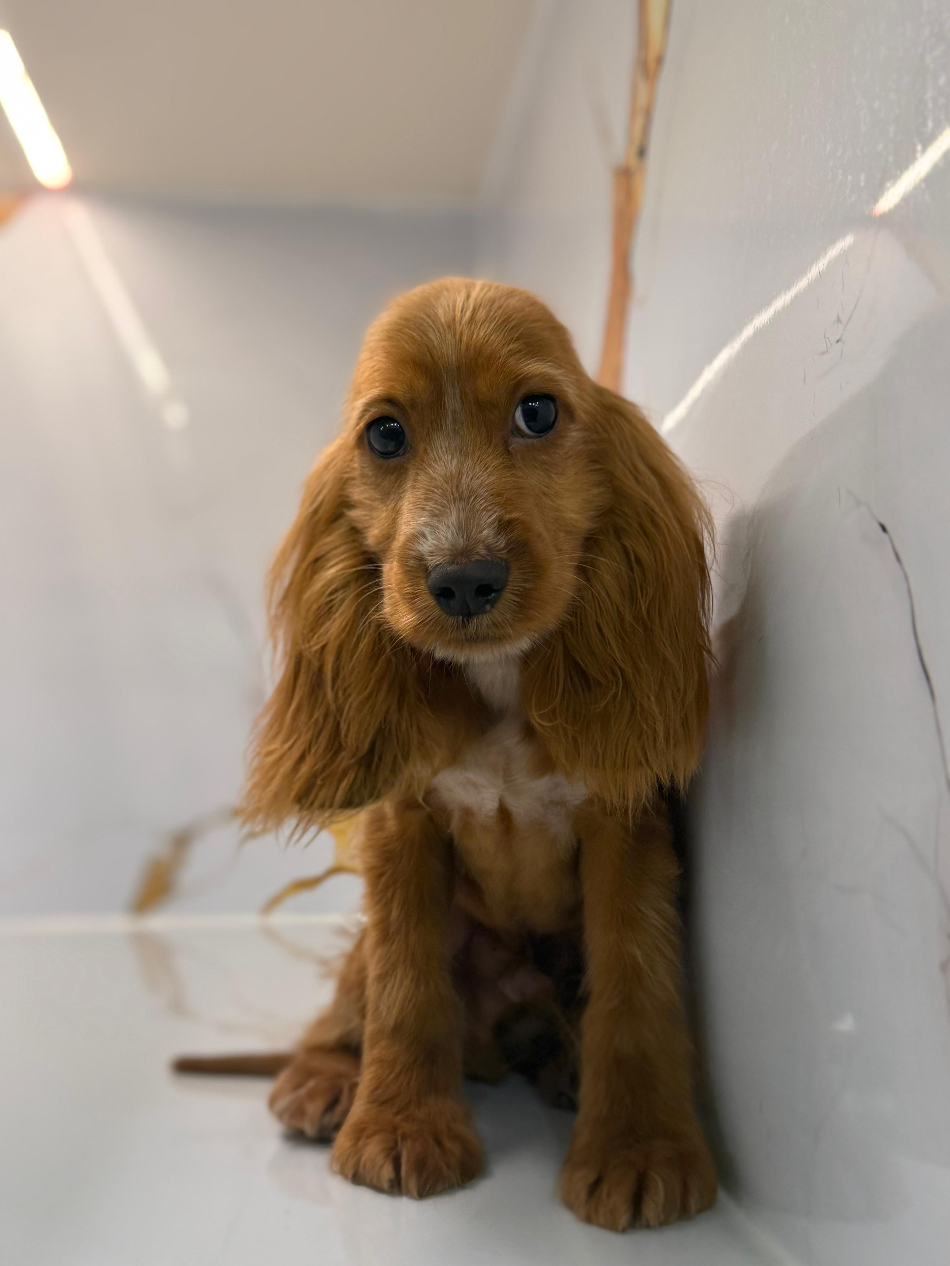 Cocker Spaniel Puppy