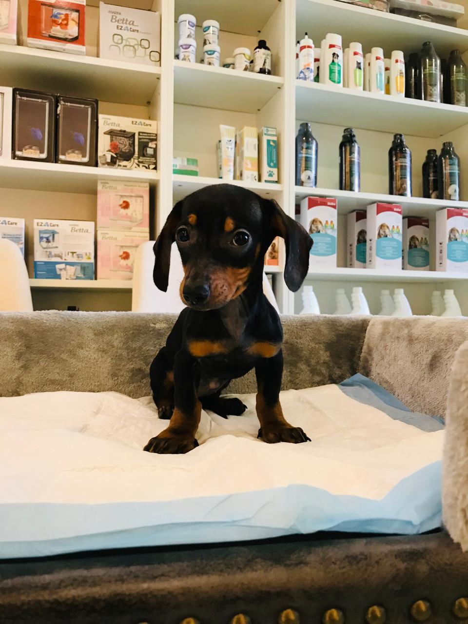 Dachshund Puppy