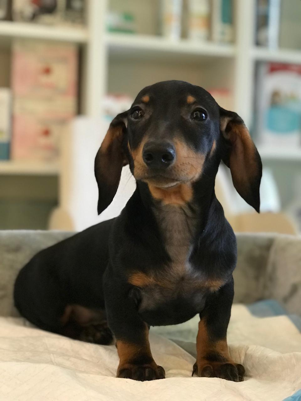 Standard Dachshund Puppy