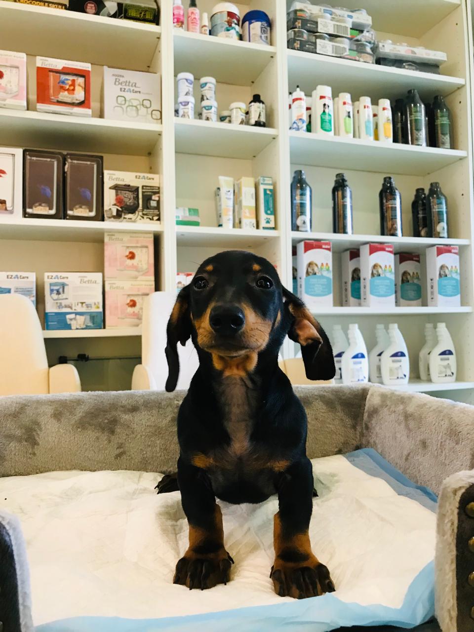 Standard Dachshund Puppy