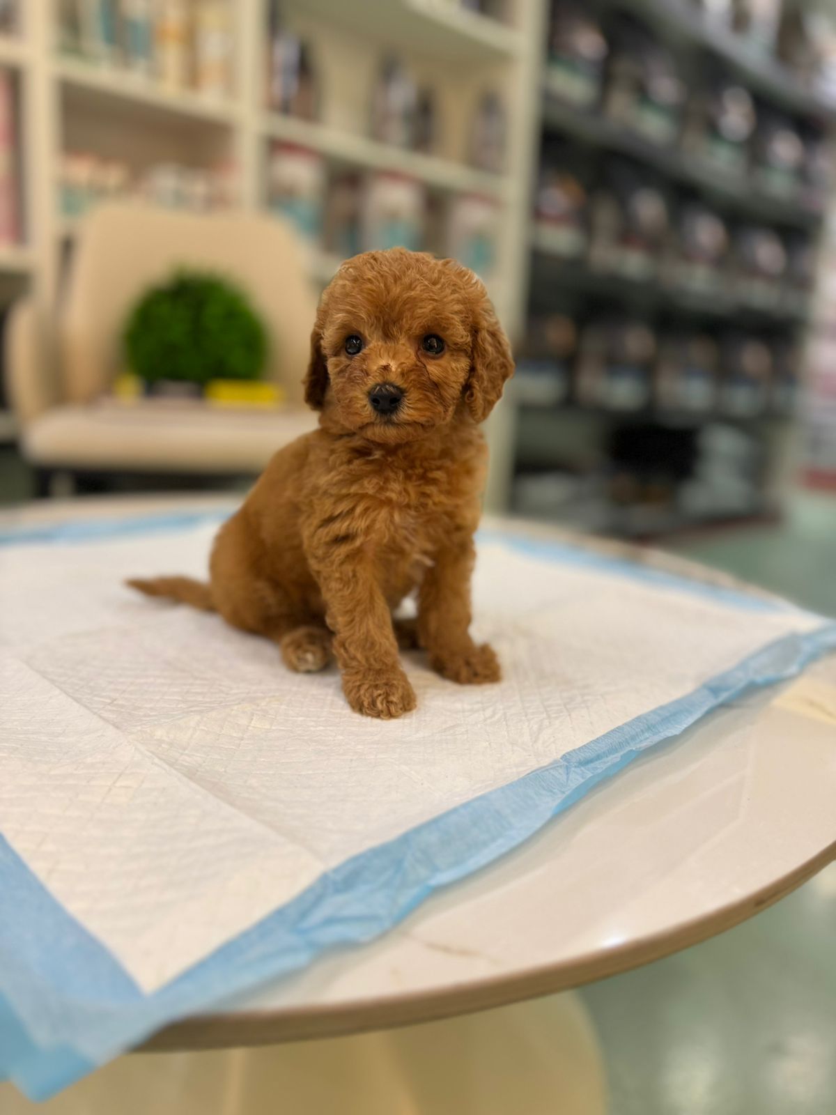 Cockapoo Puppies