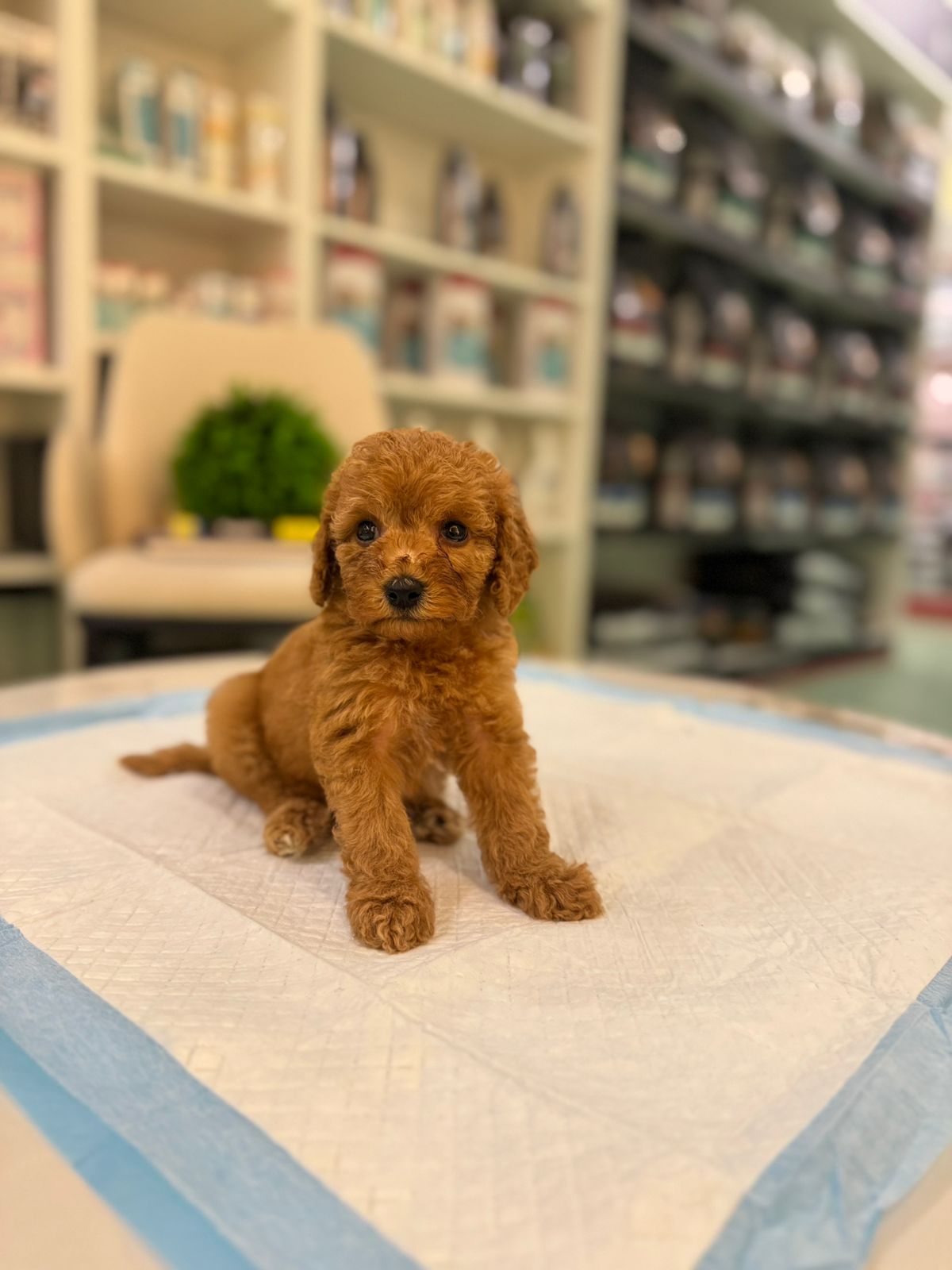 Cockapoo Puppies