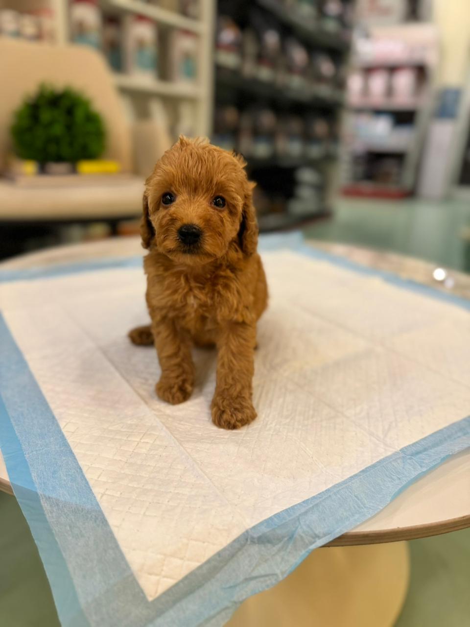 Cockapoo Puppies