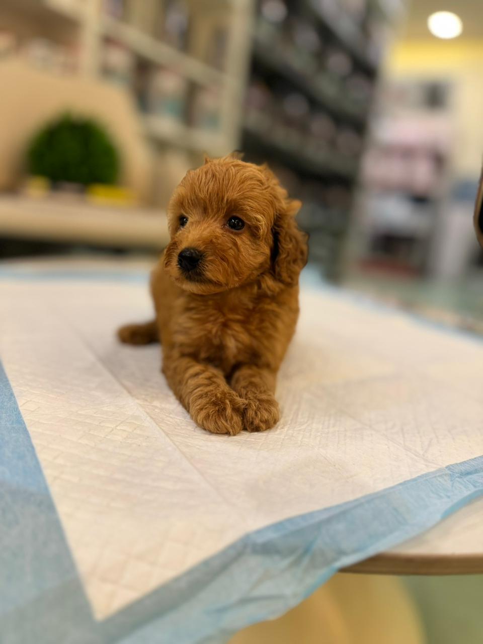 Cockapoo Puppies