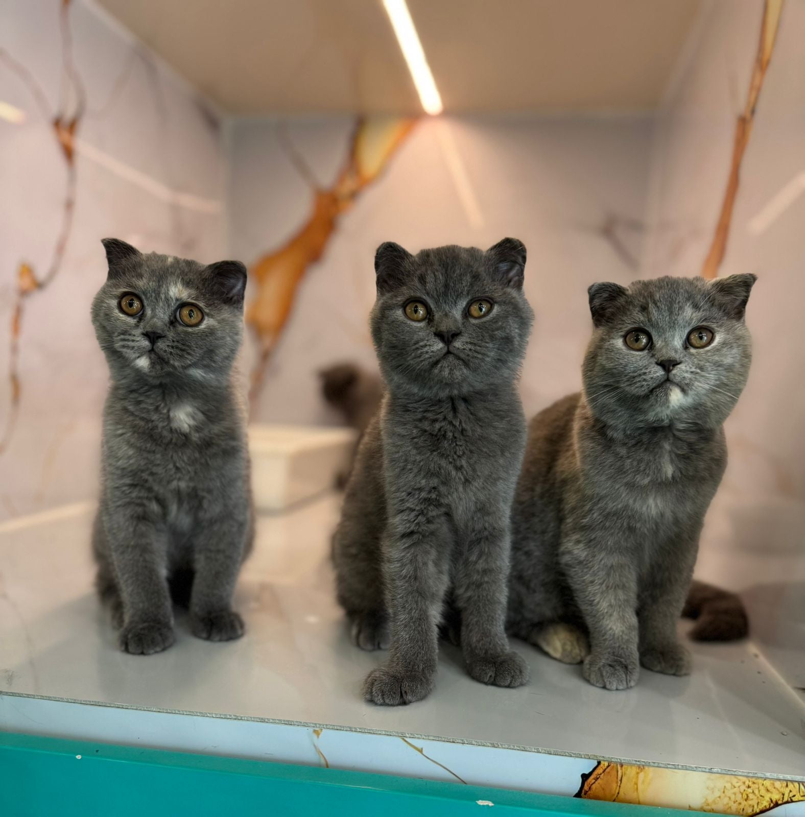 Scottish Fold Kittens