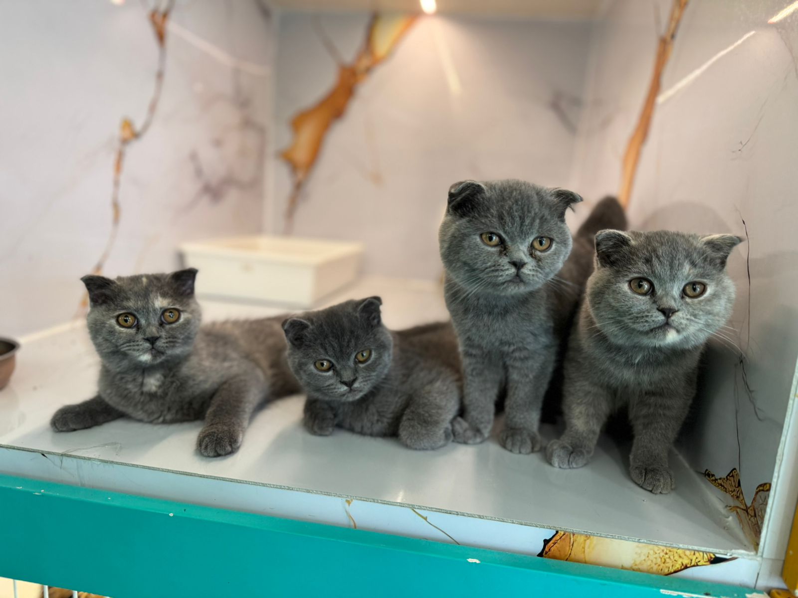 Scottish Fold Kittens