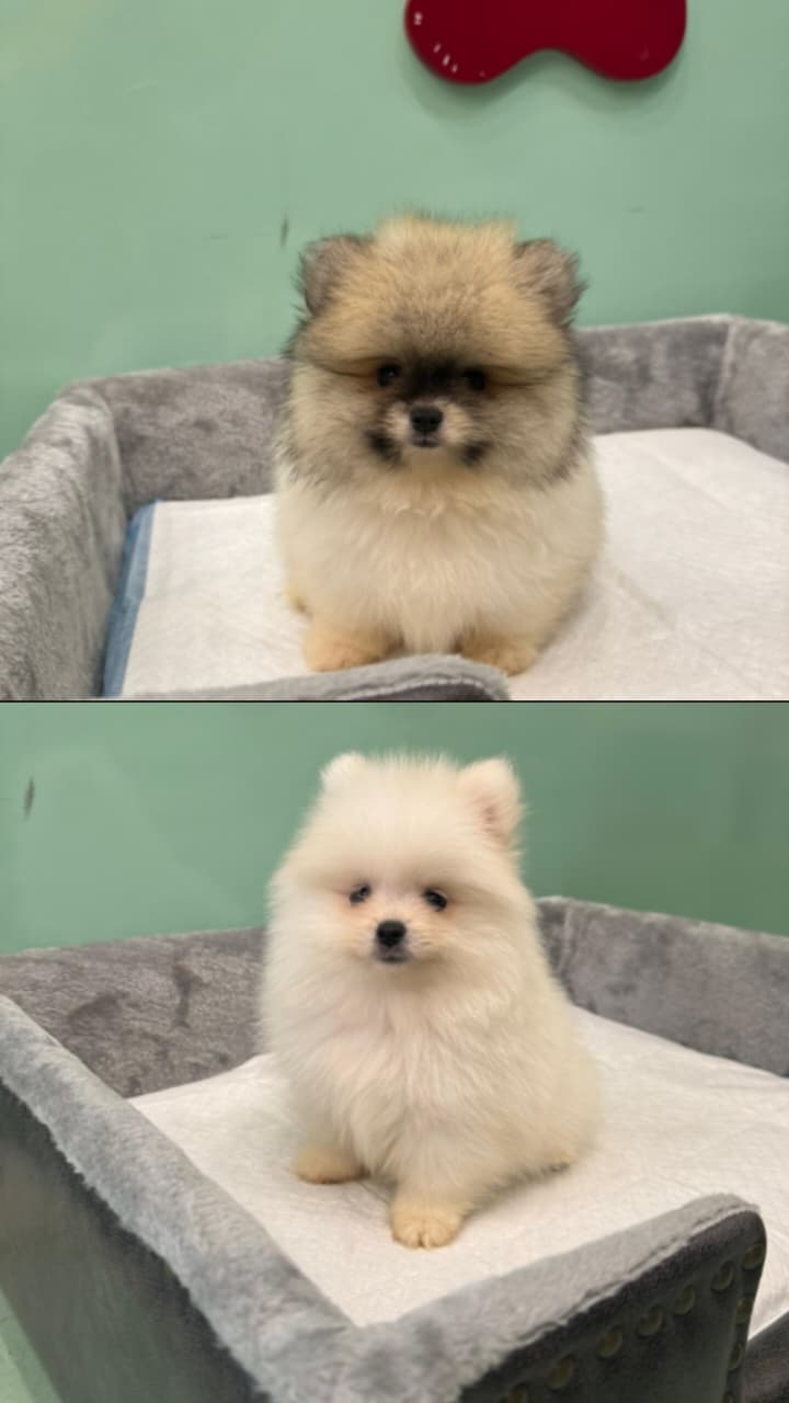 Toy Pomeranian Puppies