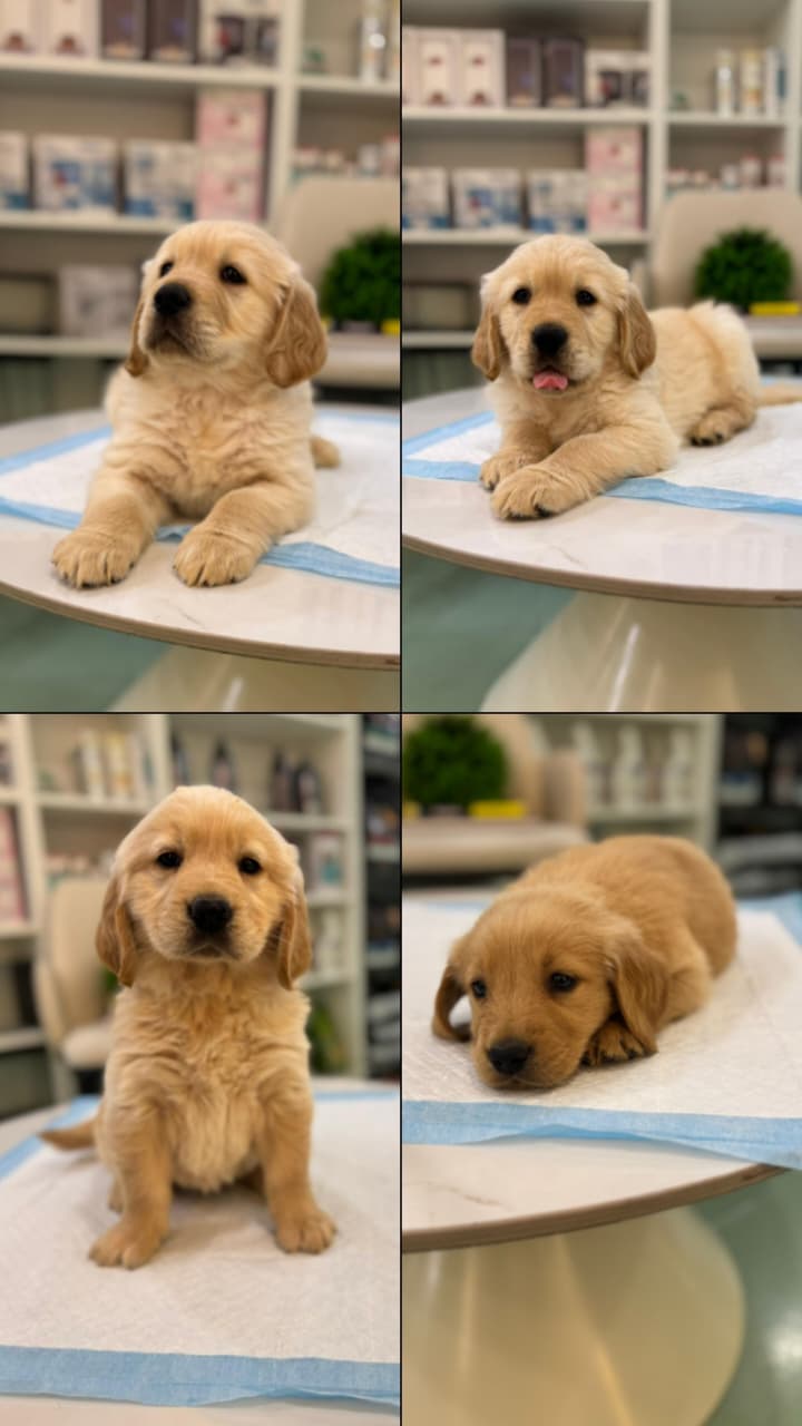 Golden Retriever Puppies