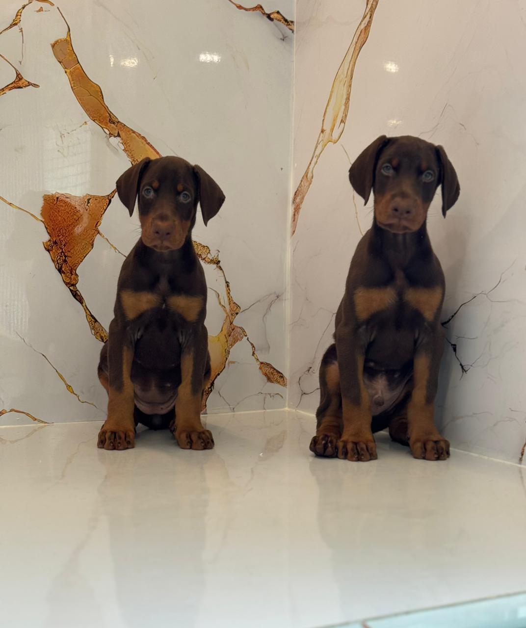 Doberman Puppies