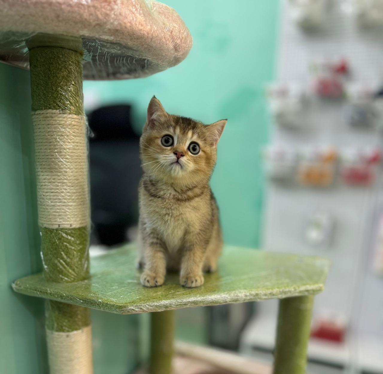 British Short Hair Golden Chinchilla Kitten