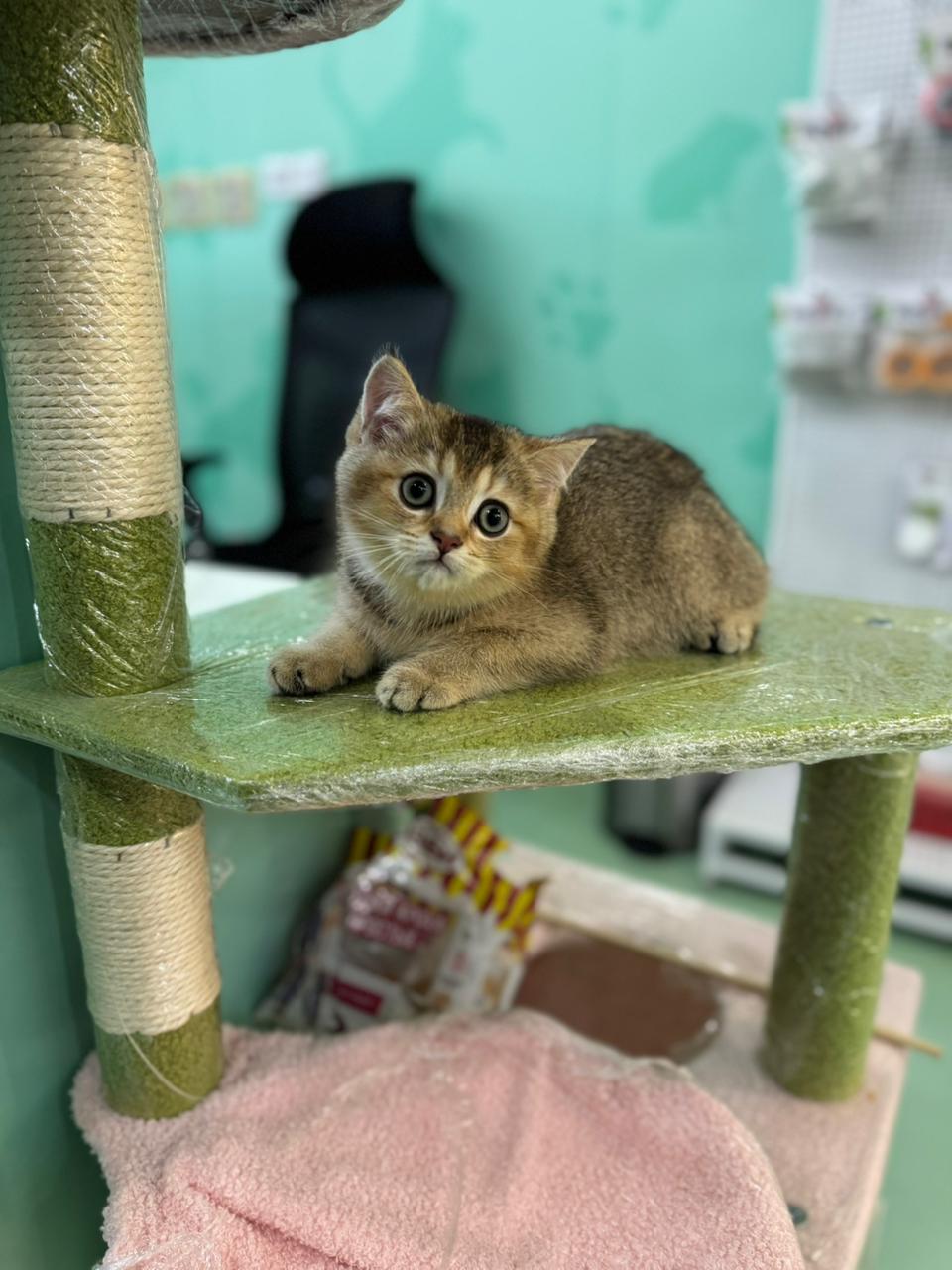 British Short Hair Golden Chinchilla Kitten