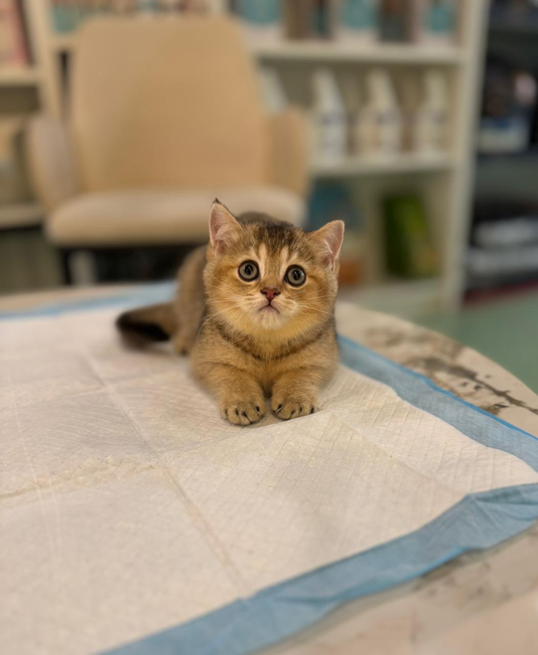 British Short Hair Golden Chinchilla Kitten