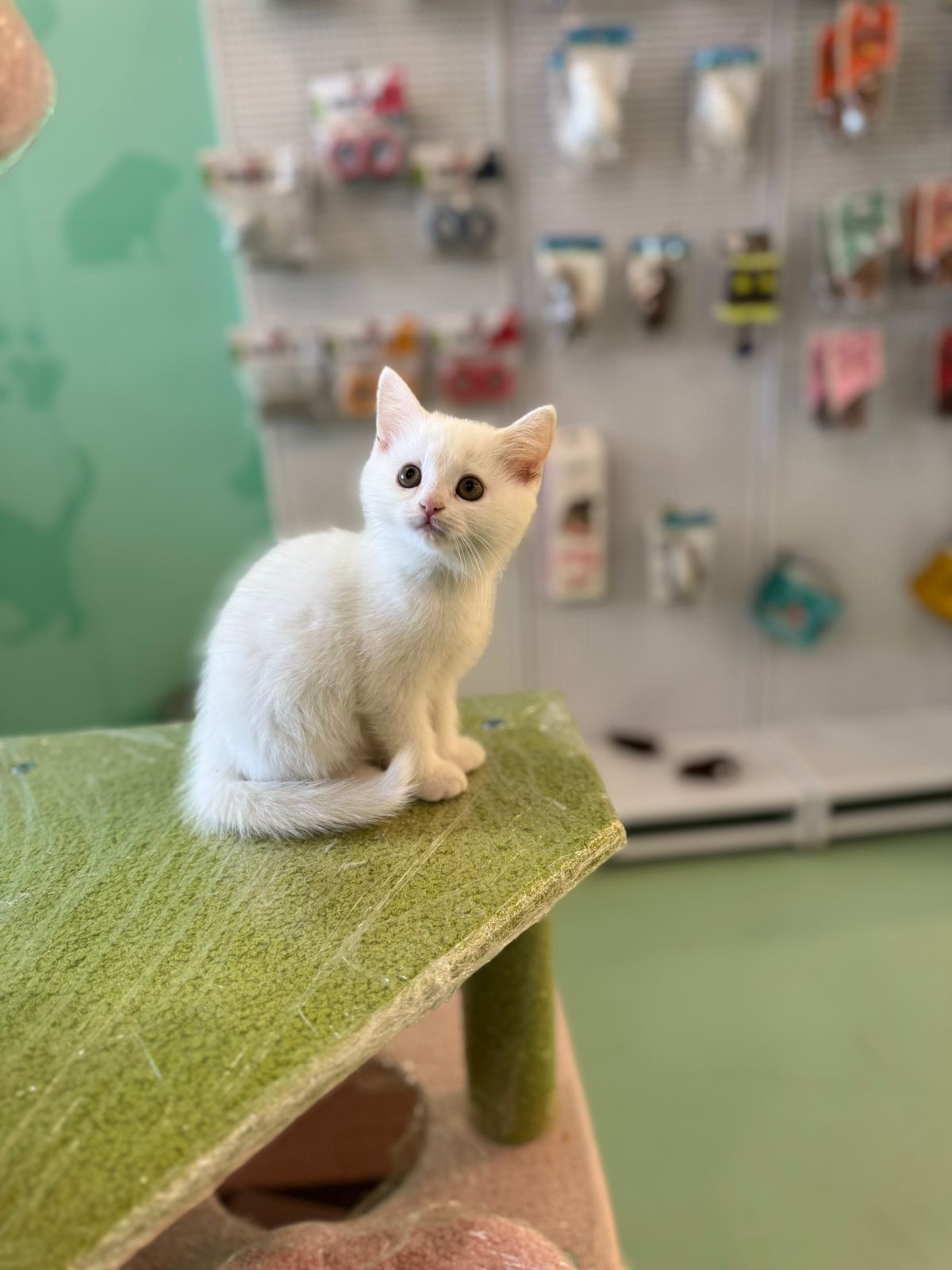 British Short Hair Kitten