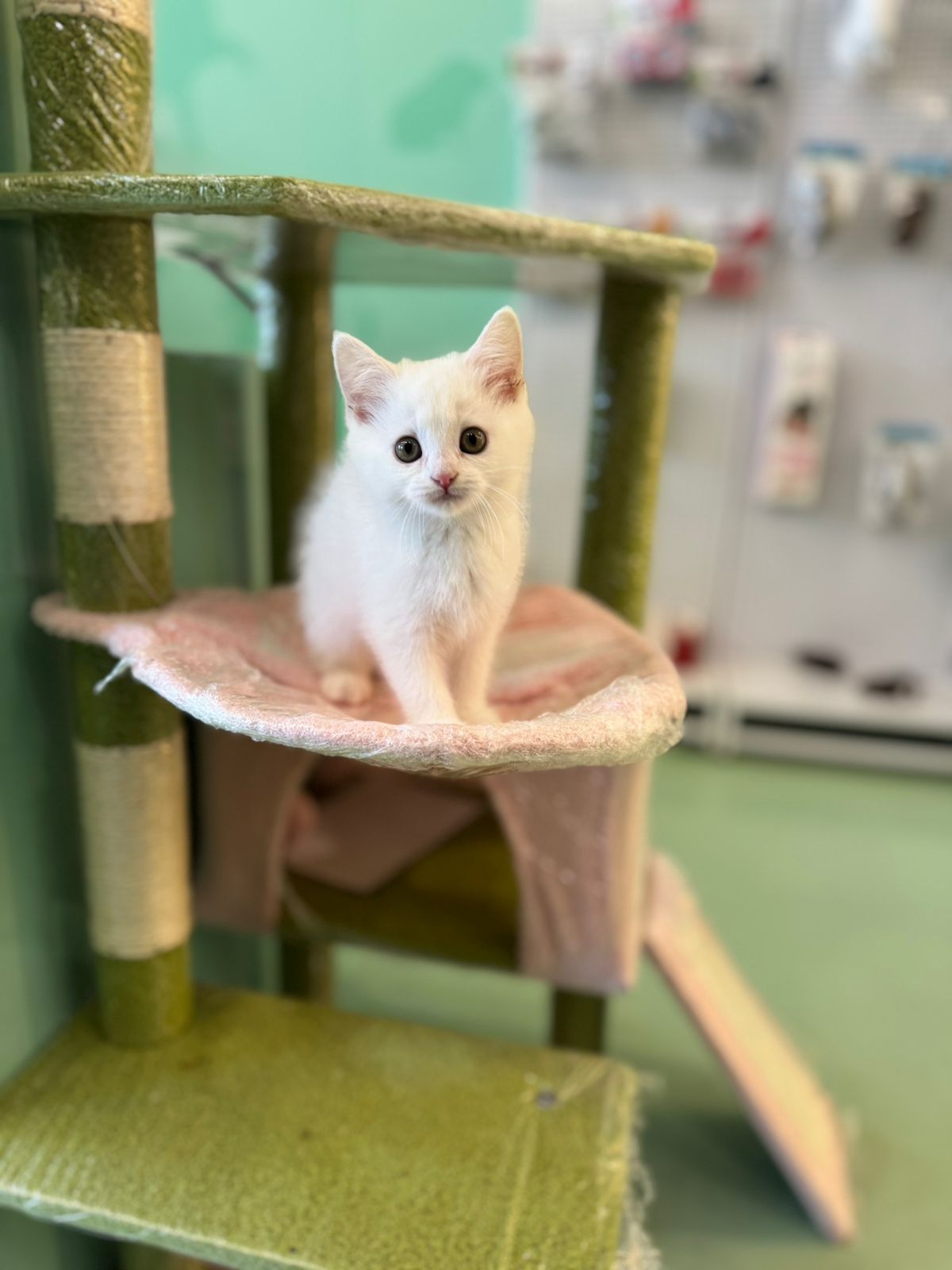 British Short Hair Kitten