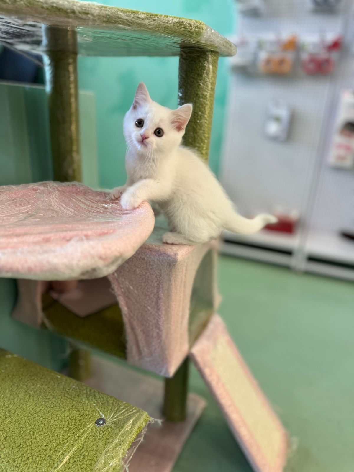 British Short Hair Kitten