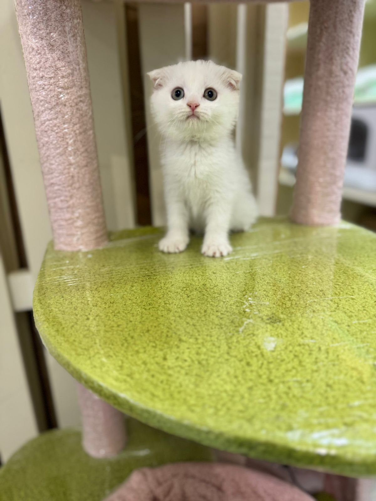 White kitten on a green cat tree