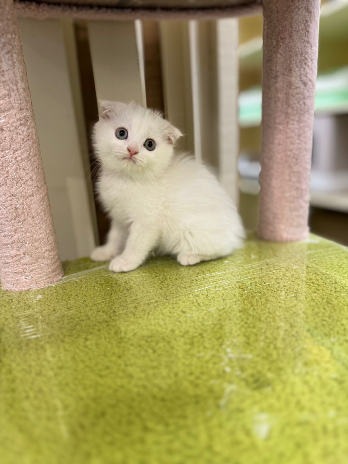 Scottish Fold Kitten