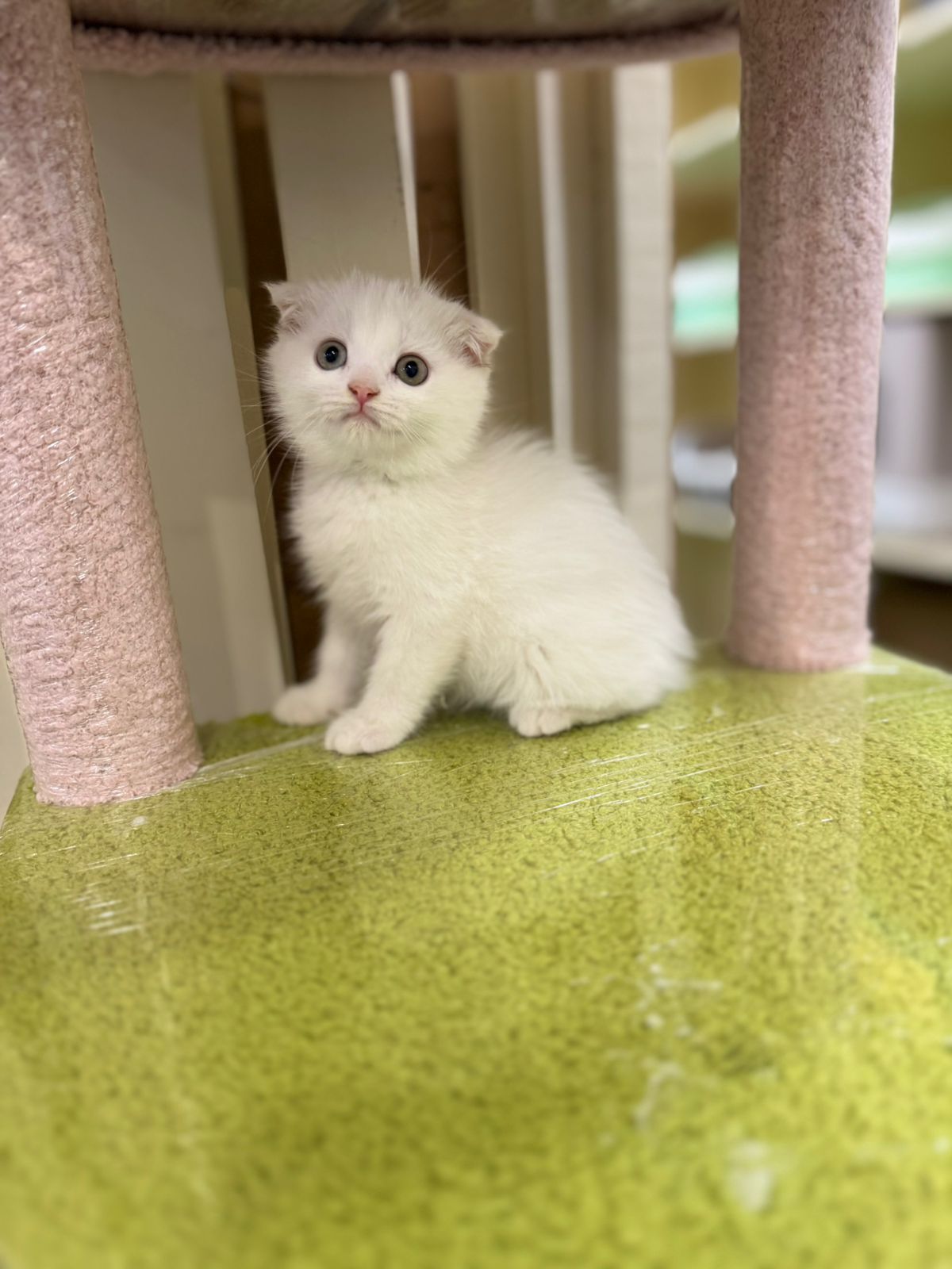 Scottish Fold Kitten