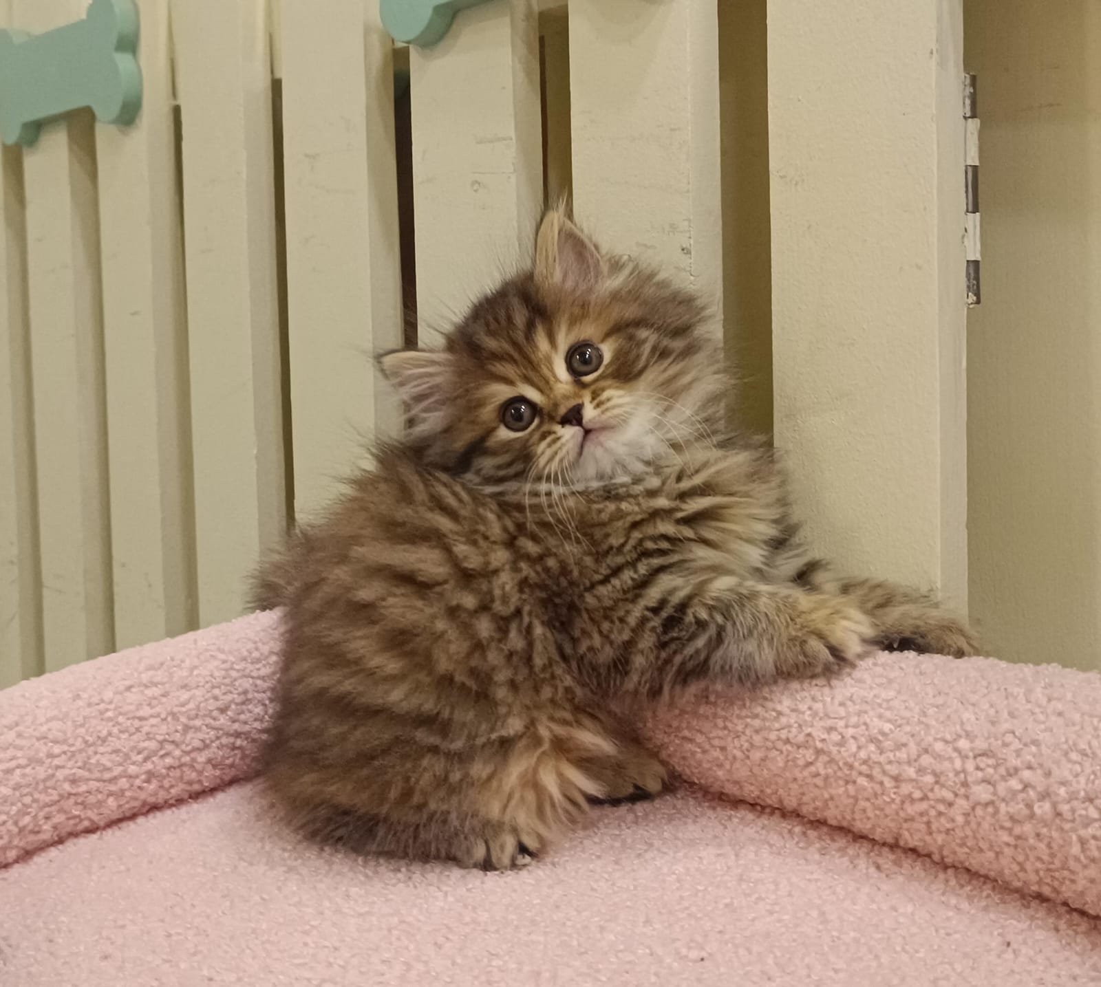 Siberian kitten