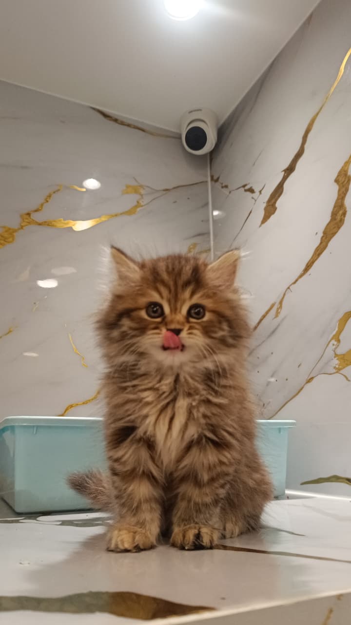 Siberian kitten