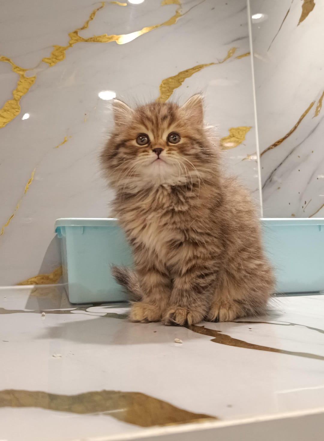 Siberian kitten