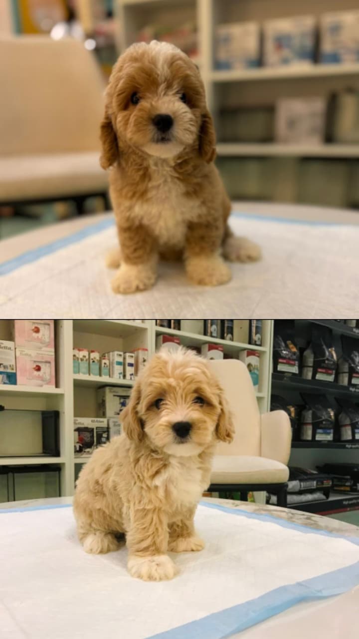 Maltipoo Puppies
