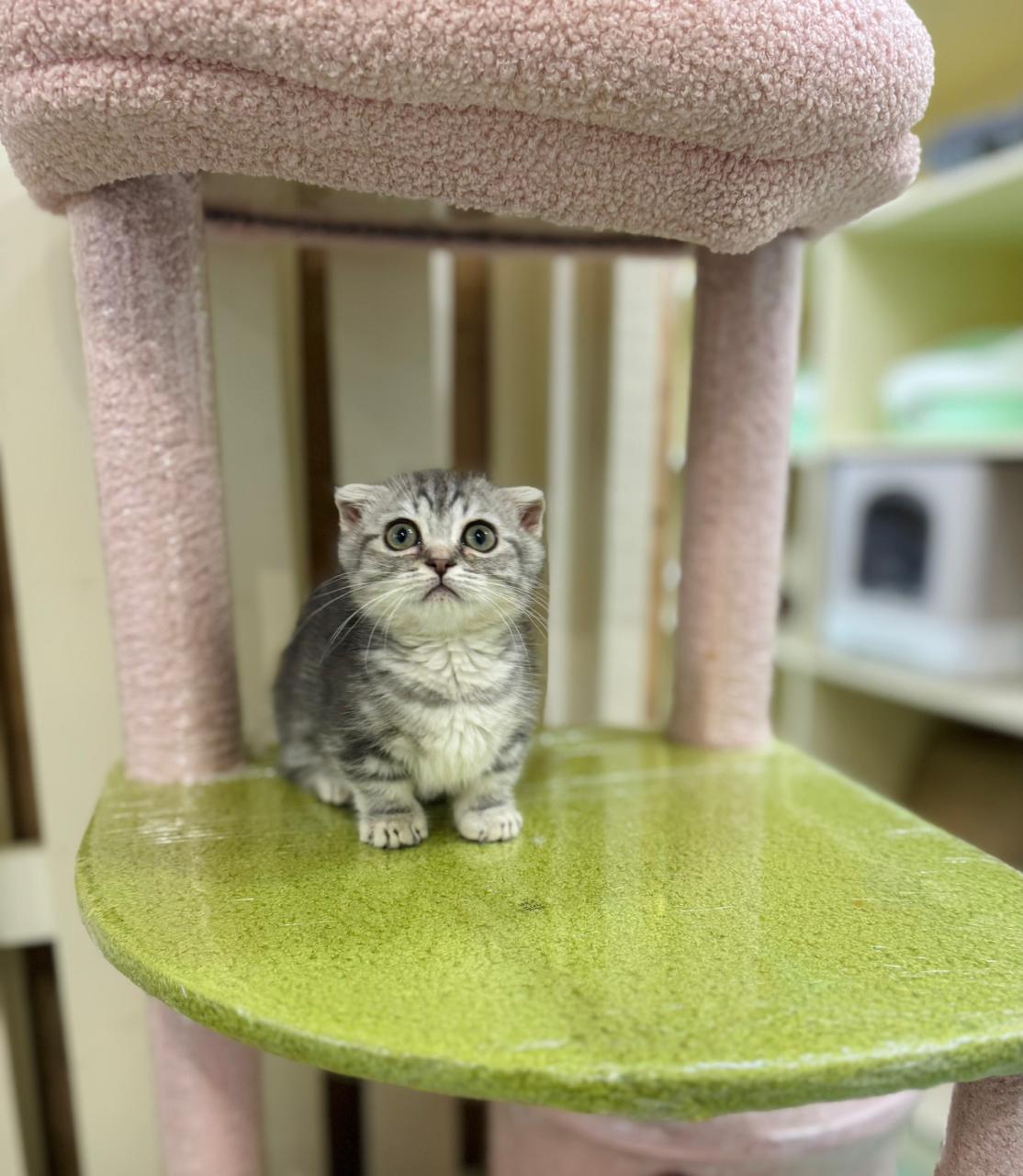 Munchkin Kittens