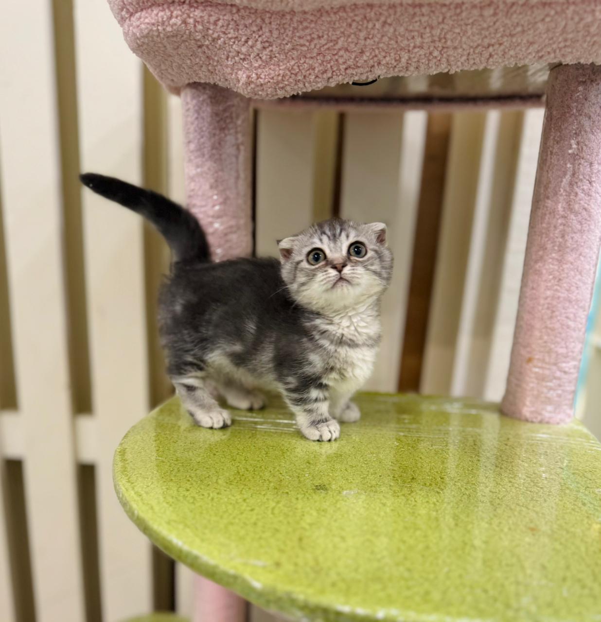 Munchkin Kittens