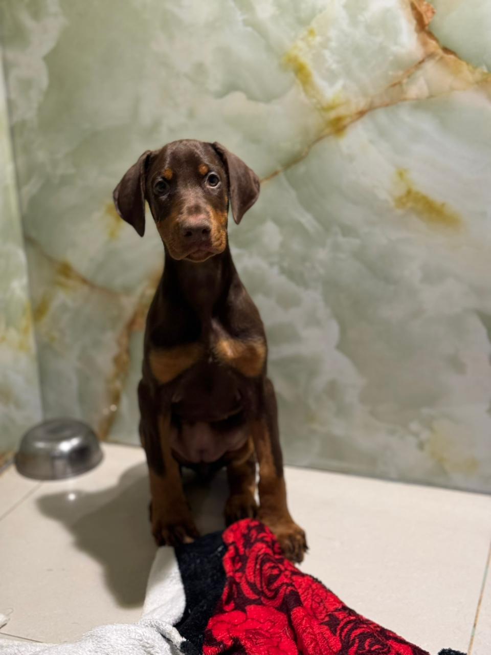 Doberman Puppies