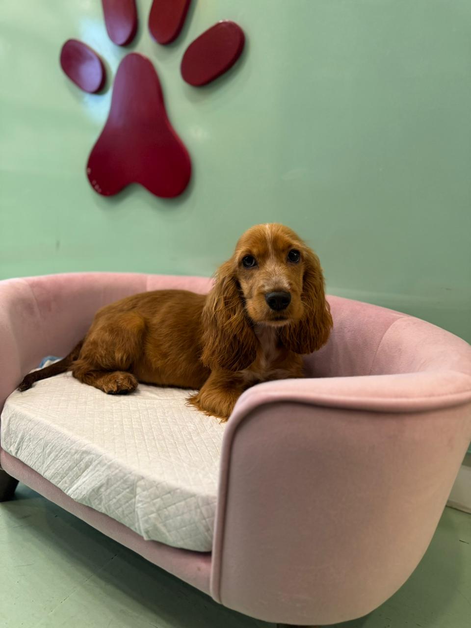 Cocker Spaniel Male Puppy