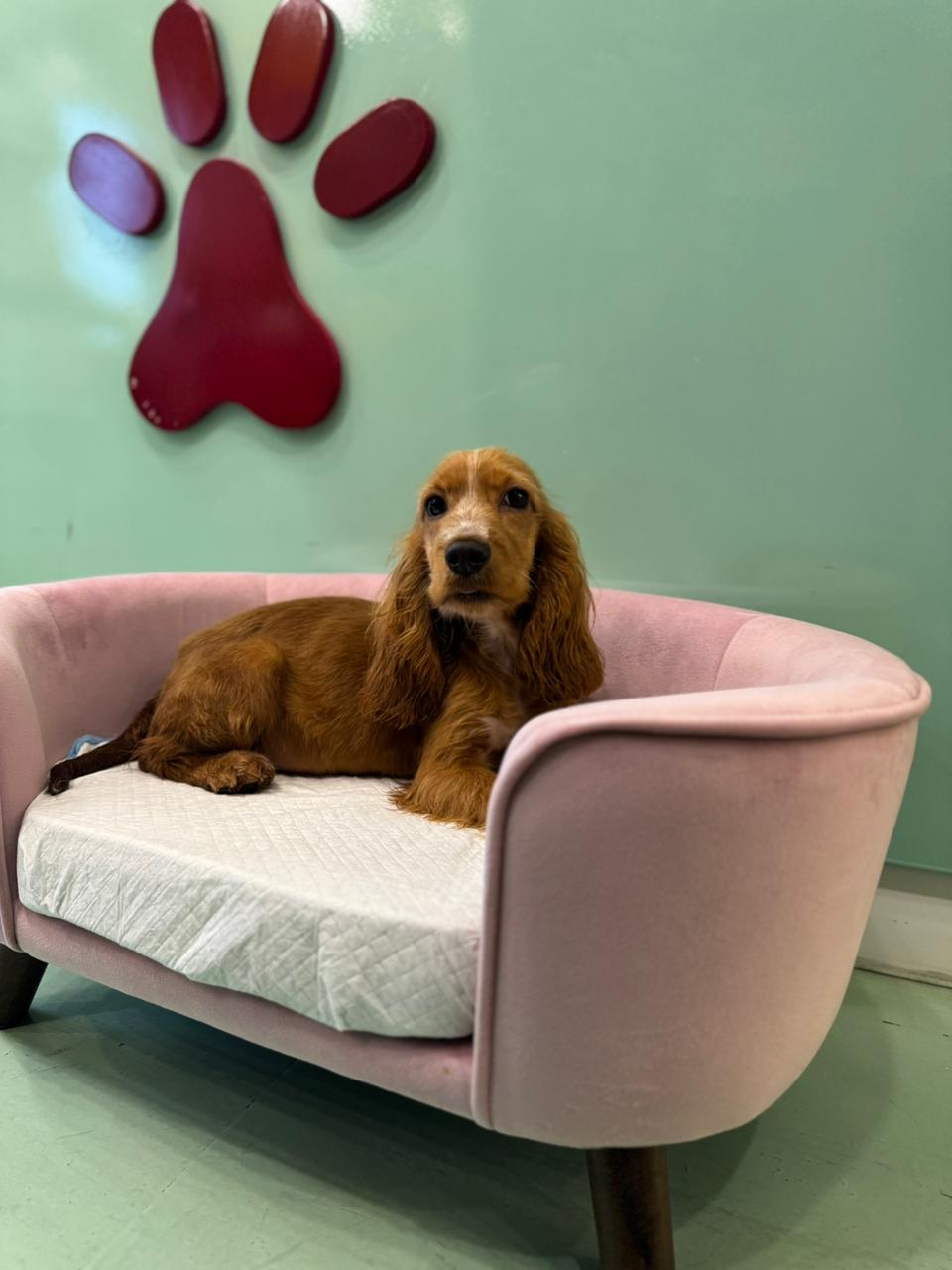 Cocker Spaniel Male Puppy