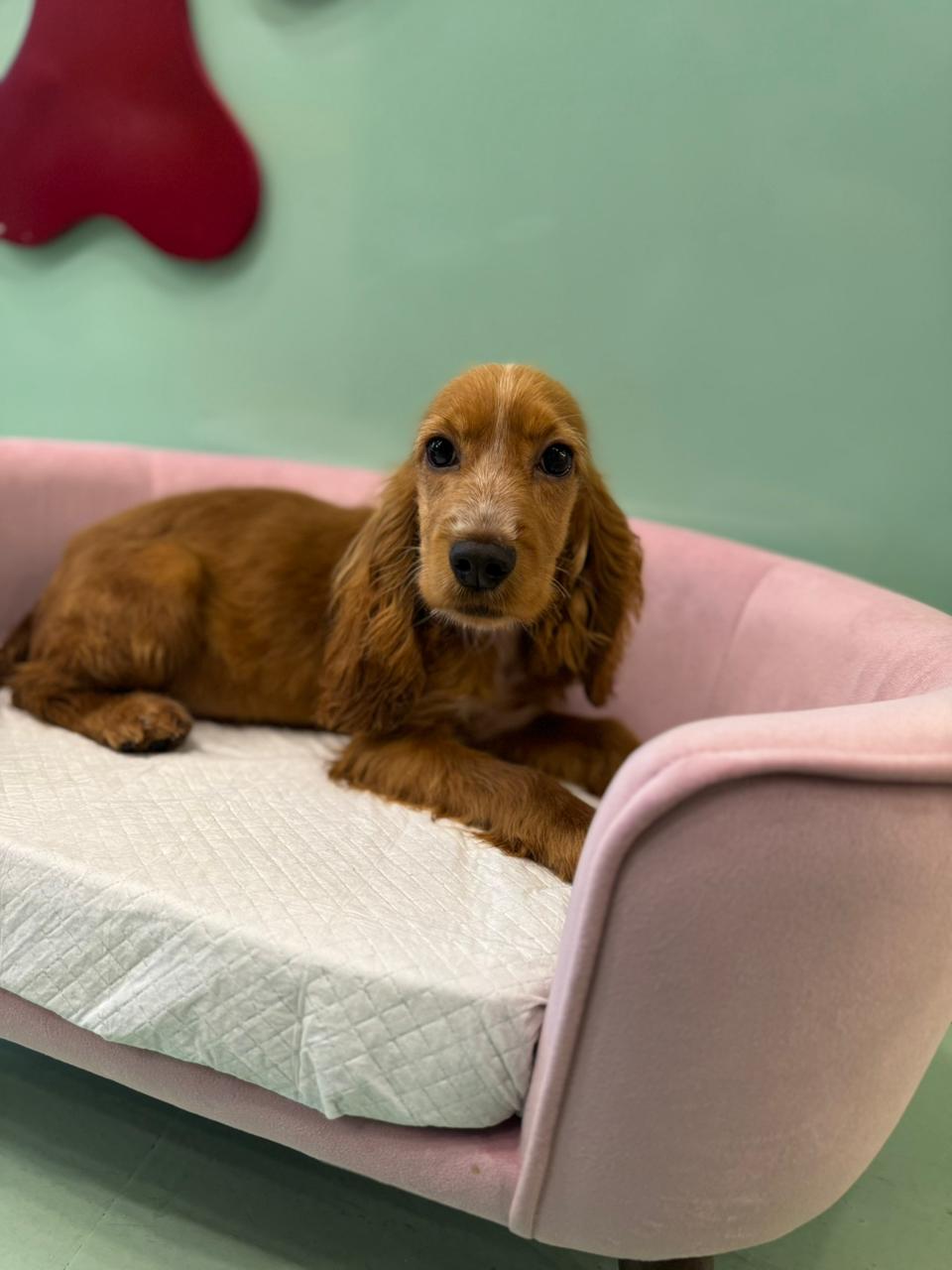 Cocker Spaniel Male Puppy