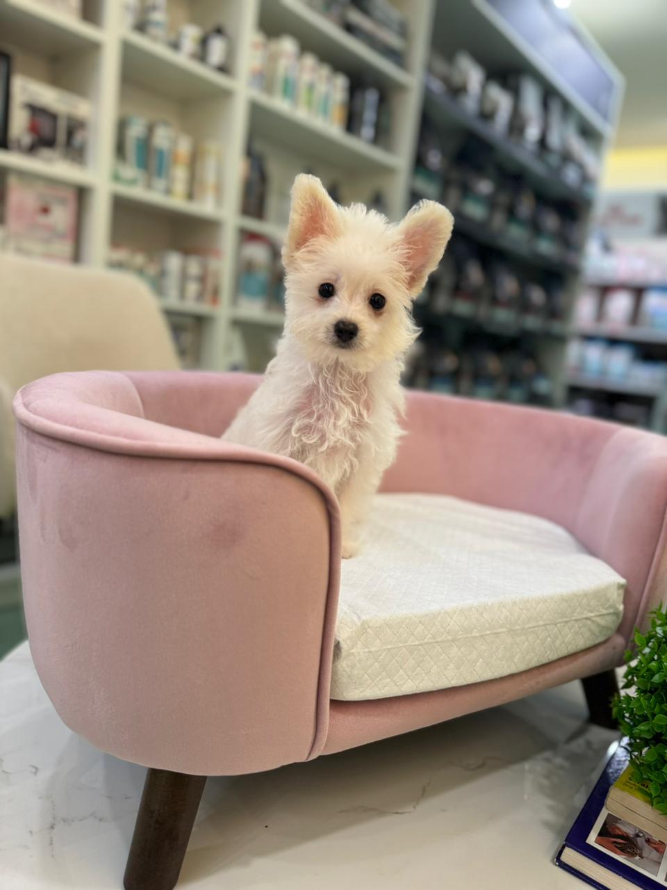 Maltese Puppy