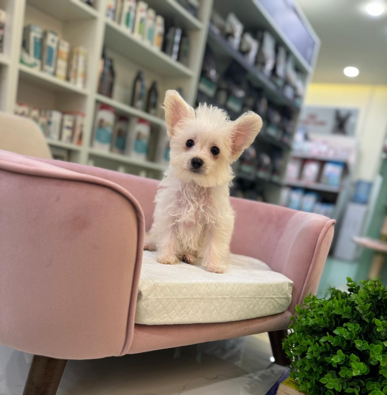 Maltese Puppy