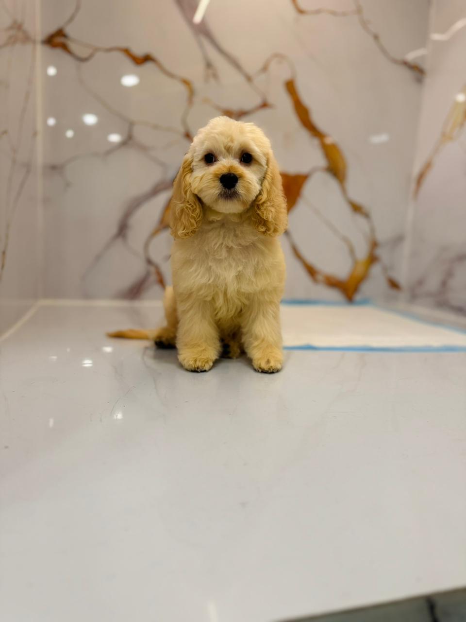 Golden Doodle Puppy